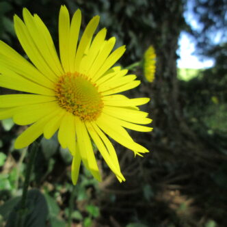 Mercredi 17 décembre 2025<strong> Projets d'écriture </strong>16h15 à l'Unité de Gaïa