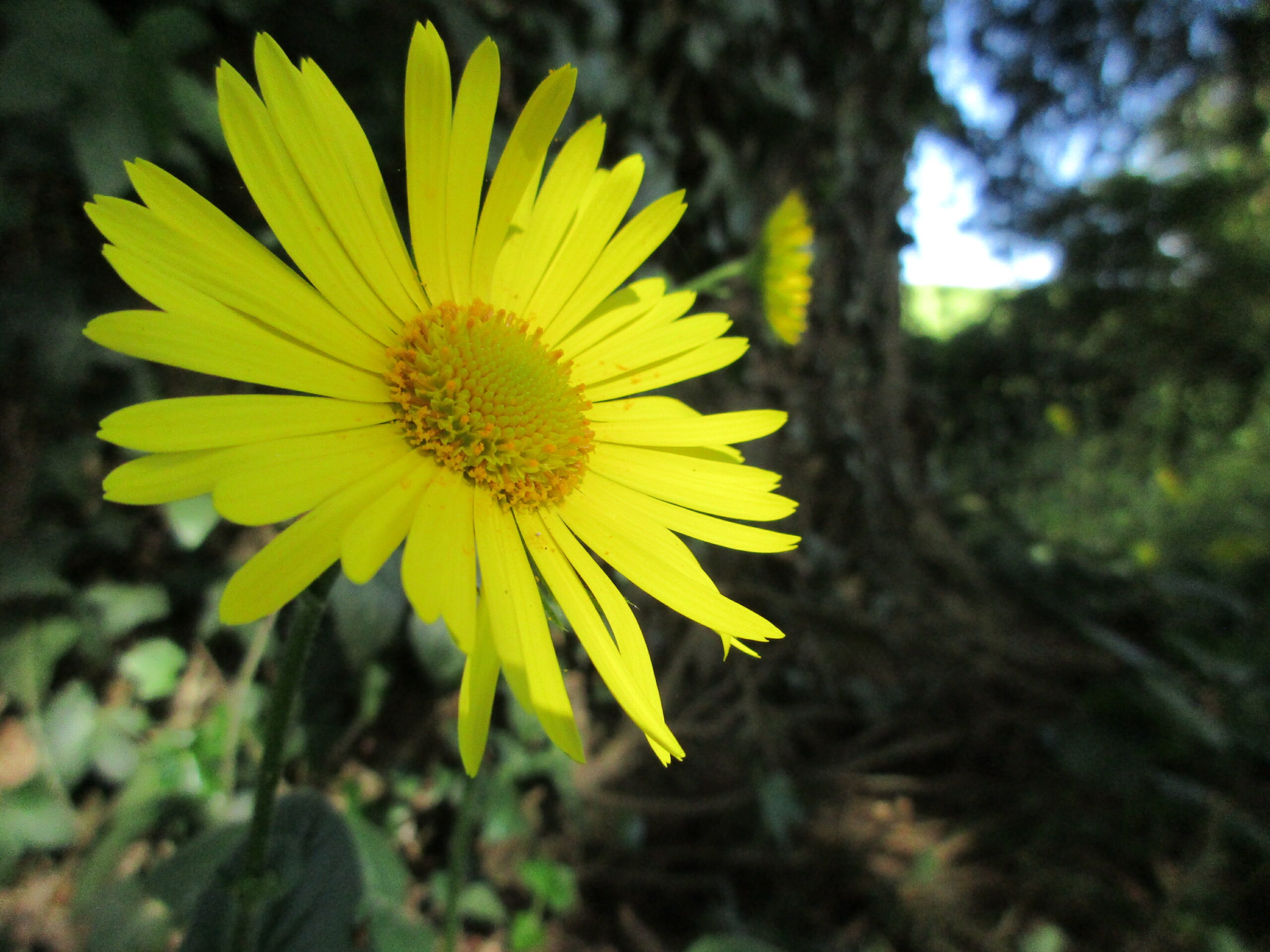 Mercredi 17 décembre 2025<strong> Projets d'écriture </strong>16h15 à l'Unité de Gaïa